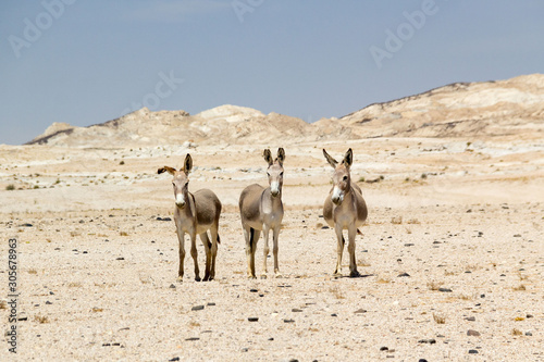 Three donkeys standing in a barren stone desert  Namibia  Africa