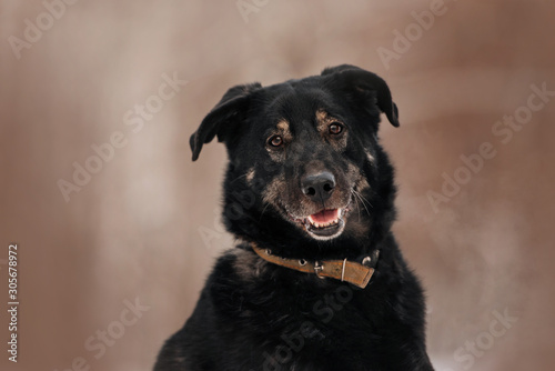 mixed breed dog portrait outdoors in winter