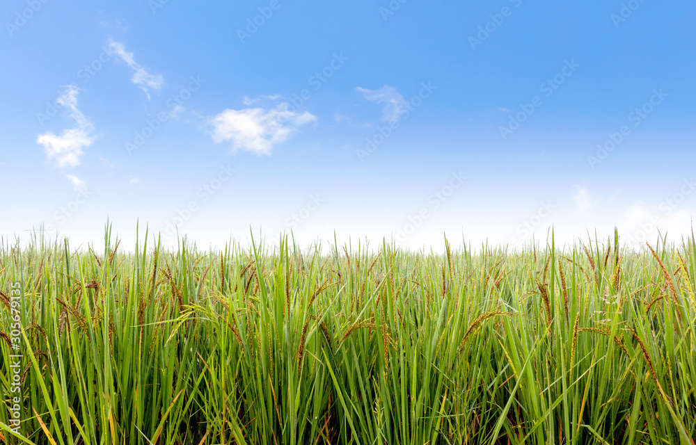 riceberry field with soft-focus and over light in the background riceberry field with soft-focus and over light in the background