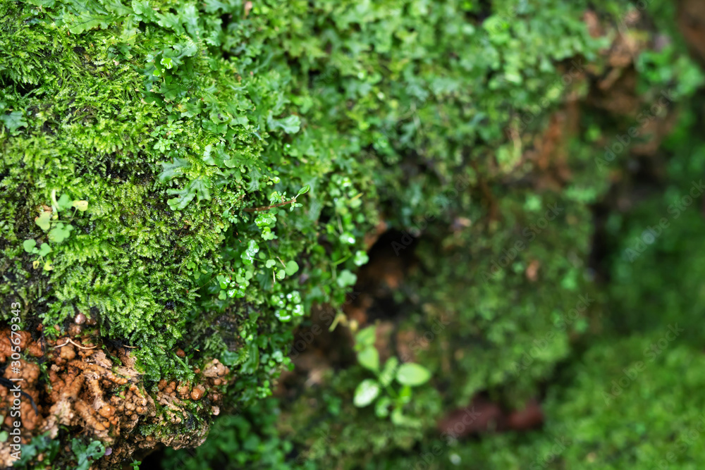 Beautiful Bright Green moss grown up cover the rough stones and on the floor in the forest. Show with macro view. Rocks full of the moss texture in nature for wallpaper. soft focus. Beautiful Bright Green moss grown up cover the rough stones and on the floor in the forest. Show with macro view. Rocks full of the moss texture in nature for wallpaper. soft focus.