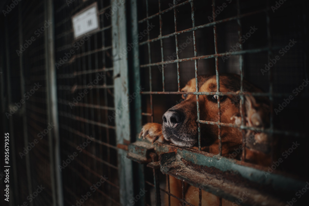 sad animal shelter dog behind bars in a cage - obrazy, fototapety, plakaty 