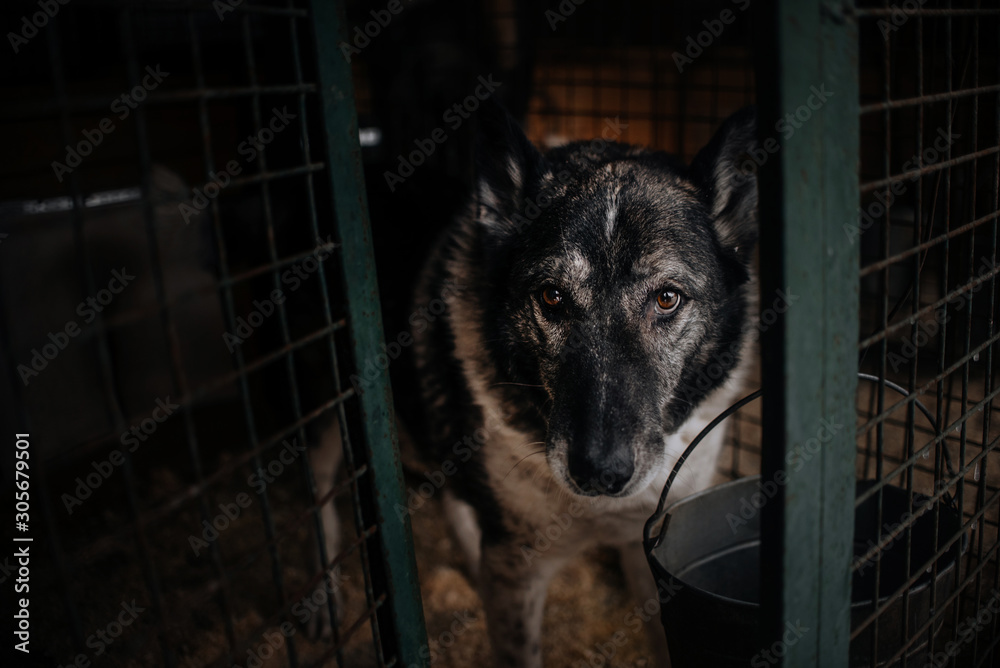 old dog posing in animal shelter cage, waiting for adoption - obrazy, fototapety, plakaty 