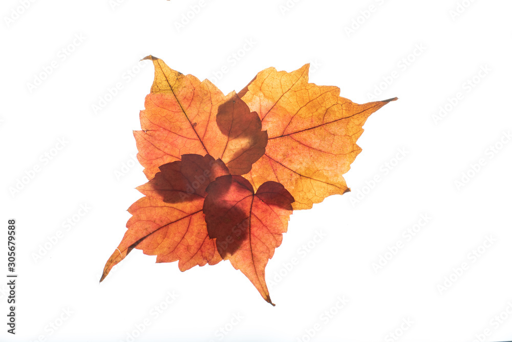 autumn leaf isolated on white background autumn leaf isolated on white background