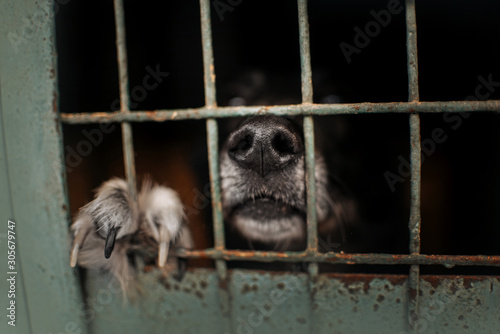 dog nose and paw in an animal shelter cage