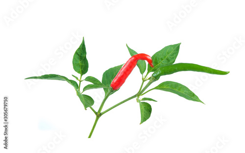 chilli isolated on white background