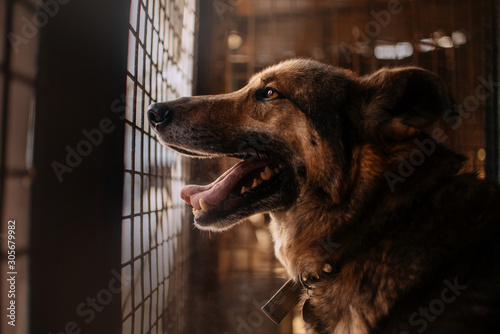 Fototapeta Naklejka Na Ścianę i Meble -  old dog portrait in an animal shelter cage