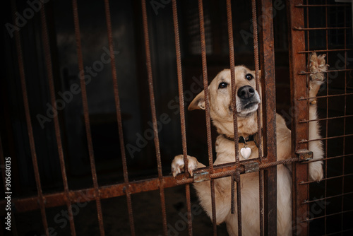 Fototapeta Naklejka Na Ścianę i Meble -  sad mixed breed dog posing in a cage in animal shelter