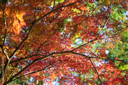 Maple leaves change color. From green to yellow until it reaches red in the park. The city of Kyoto has a light through the sun through the shadow.