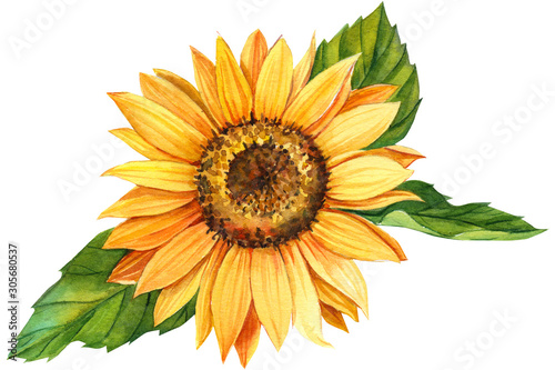 watercolor illustration, sunflower on isolated white background.