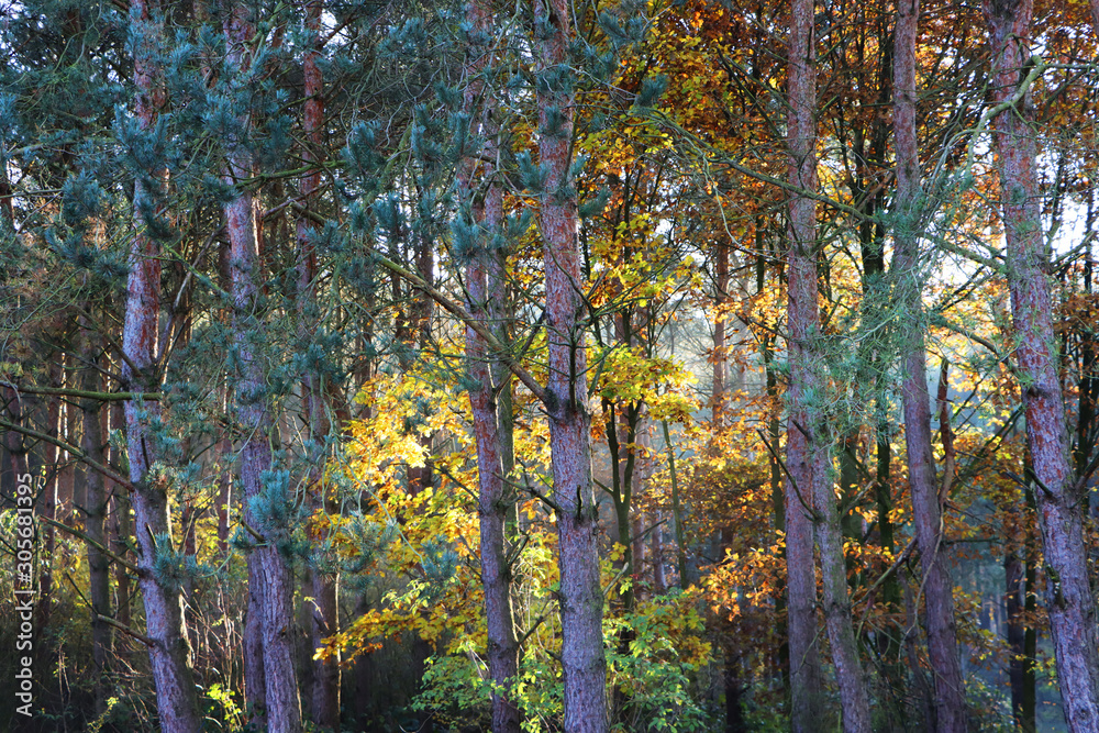 Fototapeta premium las jesienią