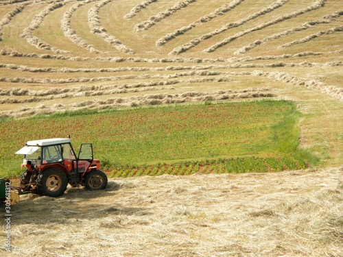 hay