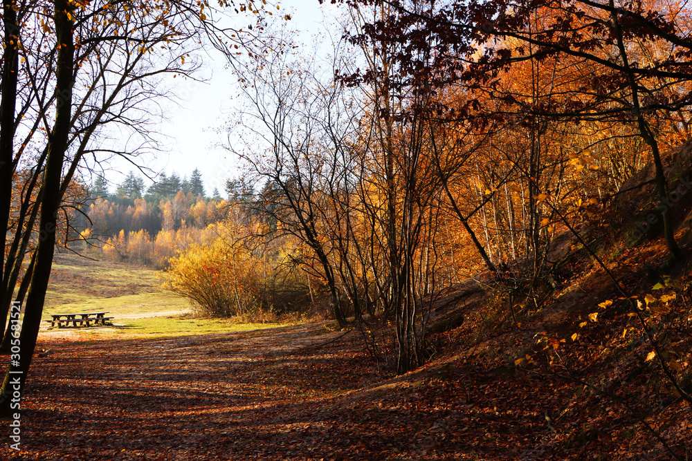 Fototapeta premium sunset in forest