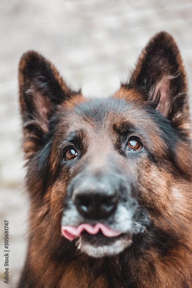 Close-up of German shepherd dog with fluffy ears and curly tongue out. Shallow depth of field with focus on the eyes Close-up of German shepherd dog with fluffy ears and curly tongue out. Shallow depth of field with focus on the eyes