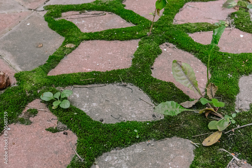 Green moss on the pavement ...