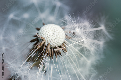 Macro of fluffy dandelion seeds in wind. Soft focus  blur and bokeh in the background. Moody tones