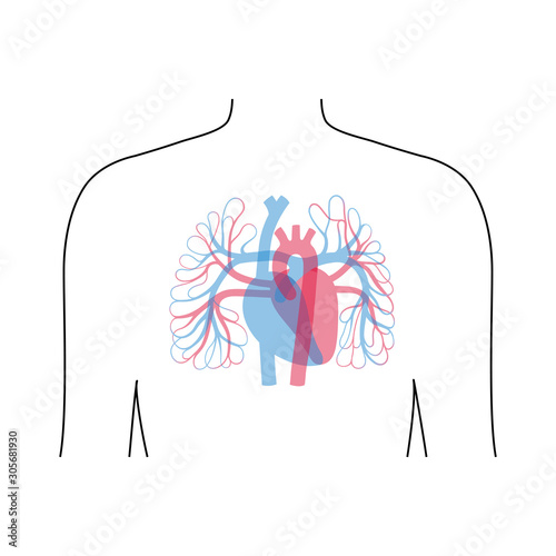 circulatory system anatomy