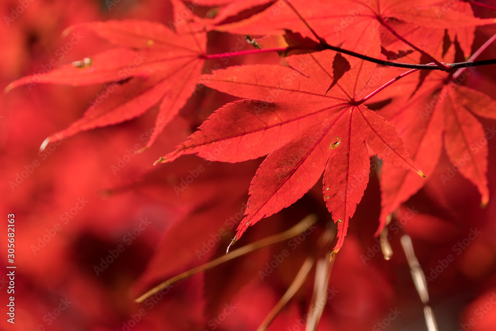 Beautiful brilliantly red Autumn foliage of a Japanese maple tree at Crowder Park in Apex, North Carolina. Beautiful brilliantly red Autumn foliage of a Japanese maple tree at Crowder Park in Apex, North Carolina.