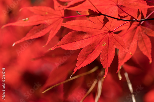 Beautiful brilliantly red Autumn foliage of a Japanese maple tree at Crowder Park in Apex  North Carolina.