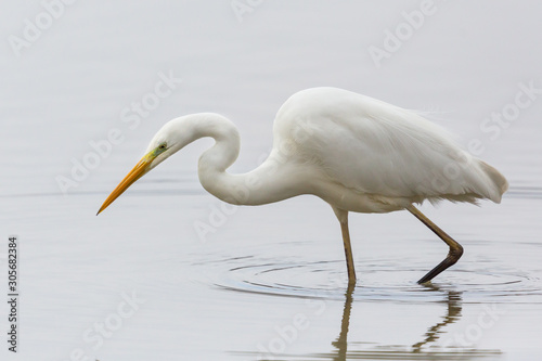 side view portrait great white egret (ardea alba) hunting in shallow water