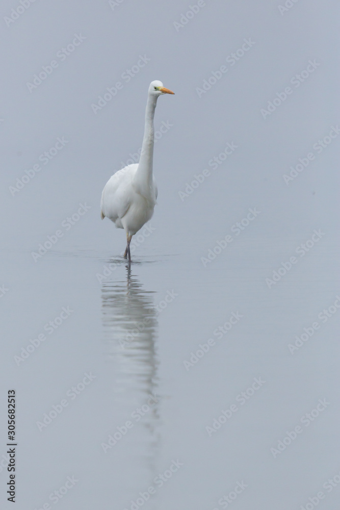 great white egret (ardea alba) walking through shallow water