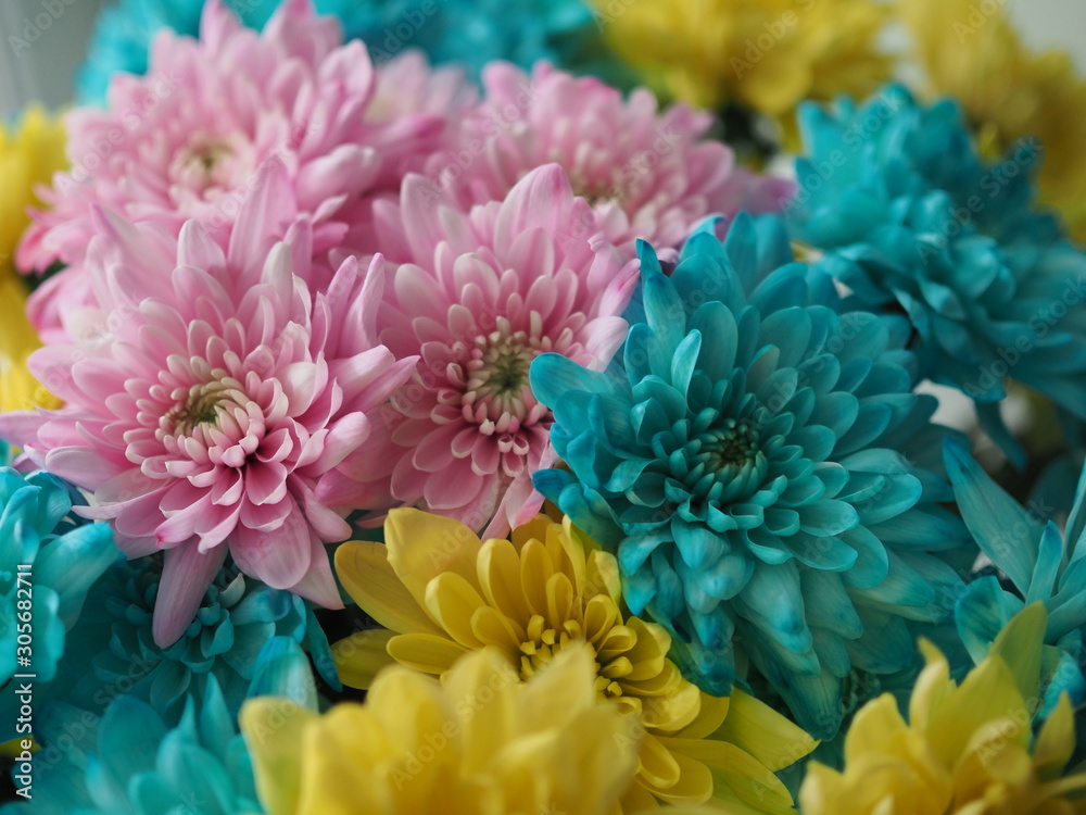 Multi-colored chrysanthemums. Motley rainbow bouquet. Blue, yellow, white, pink flowers. Flower background