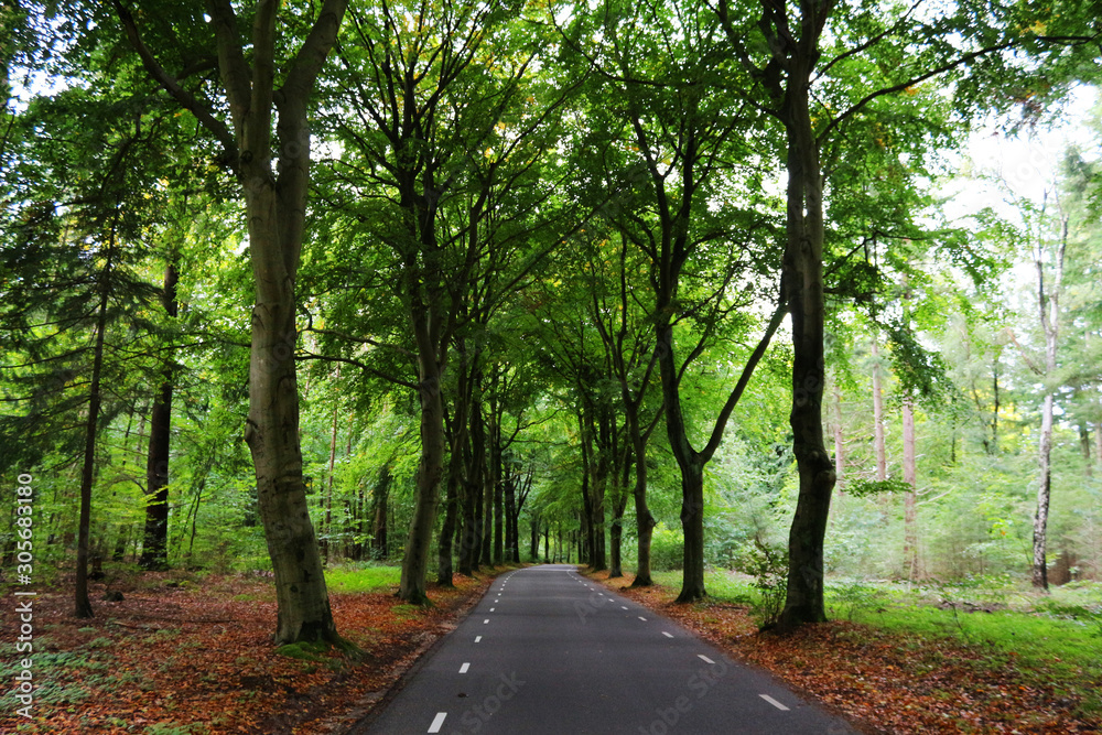 Obraz premium Road into the forest