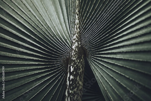 Valokuvatapetti Close-up of Leaves of Bismarck palm tree (Bismarckia nobilis).