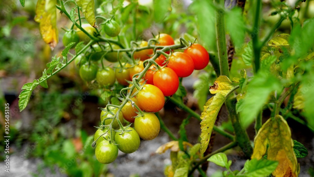 Photo of a row of cherry tomatoes on a tomato plant branch in a garden. Growing organic fruit.