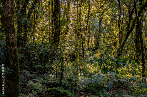 The light and shadow of the rainforest in Doi Inthanon, Chiang Mai, Thailand