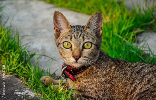 cat on the grass is looking at the camera