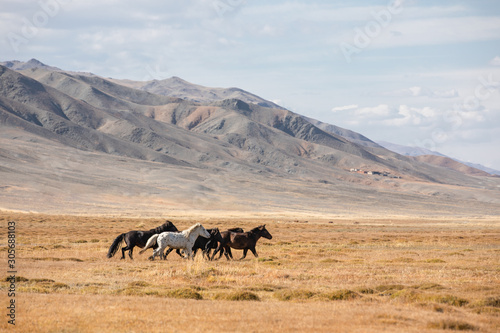 Mongolian horses galloping in the steppe. Ulgii  Mongolia.