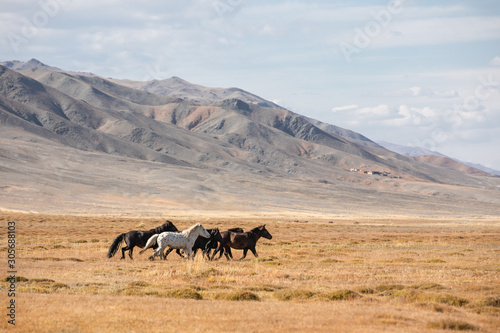 Mongolian horses galloping in the steppe. Ulgii, Mongolia. photo