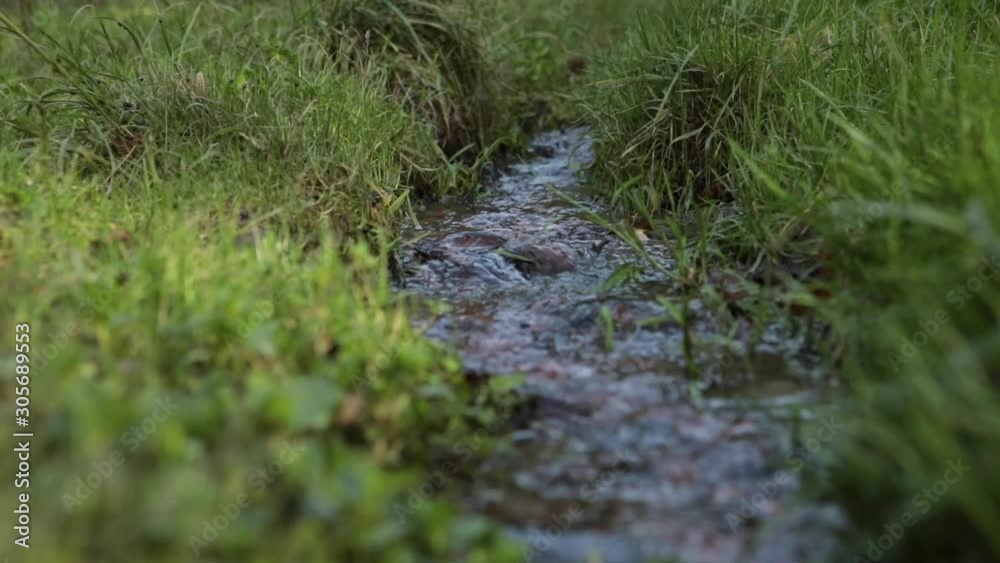 close up view of water stream in green grass with yellow autumn leaves close up view of water stream in green grass with yellow autumn leaves