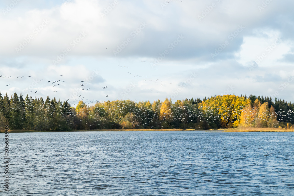 A big flock of barnacle gooses is flying above the river Kymijoki. Birds are preparing to migrate south. A big flock of barnacle gooses is flying above the river Kymijoki. Birds are preparing to migrate south.