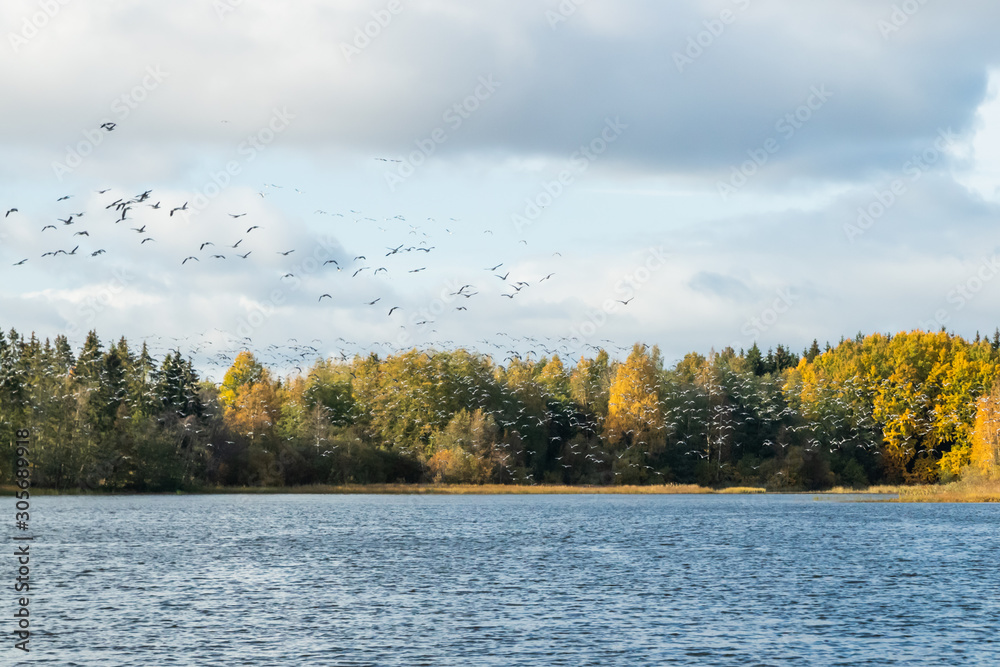 A big flock of barnacle gooses is flying above the river Kymijoki. Birds are preparing to migrate south. A big flock of barnacle gooses is flying above the river Kymijoki. Birds are preparing to migrate south.
