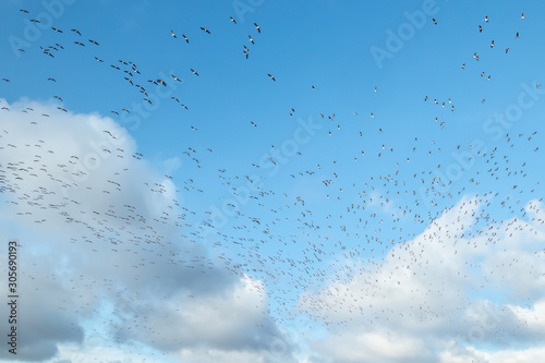 A big flock of barnacle gooses is flying on a blue sky background. Birds are preparing to migrate south.