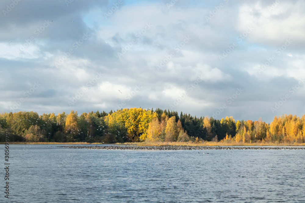 A big flock of barnacle gooses is flying above the river Kymijoki and sitting on water. Birds are preparing to migrate south. A big flock of barnacle gooses is flying above the river Kymijoki and sitting on water. Birds are preparing to migrate south.