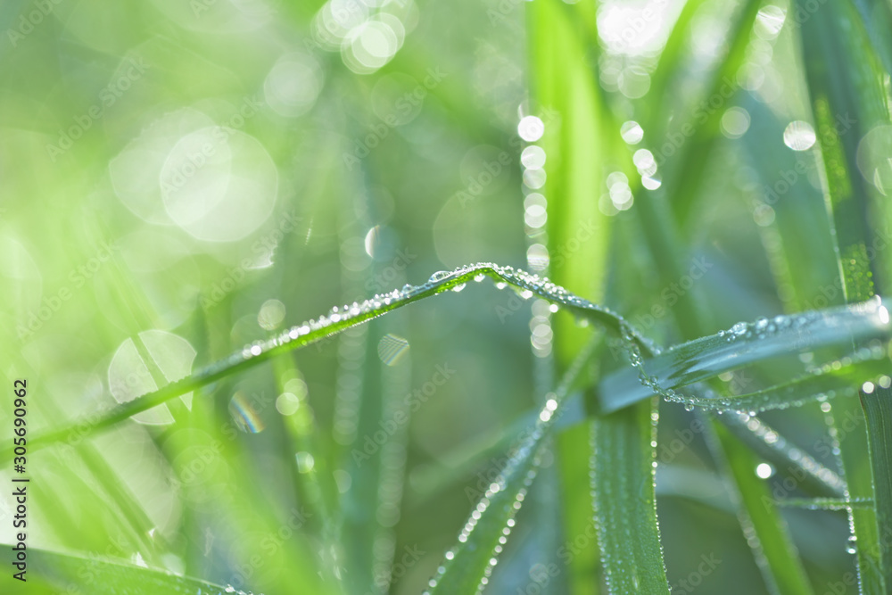 drop on green grass in the morning, macro close drop on green grass in the morning, macro close