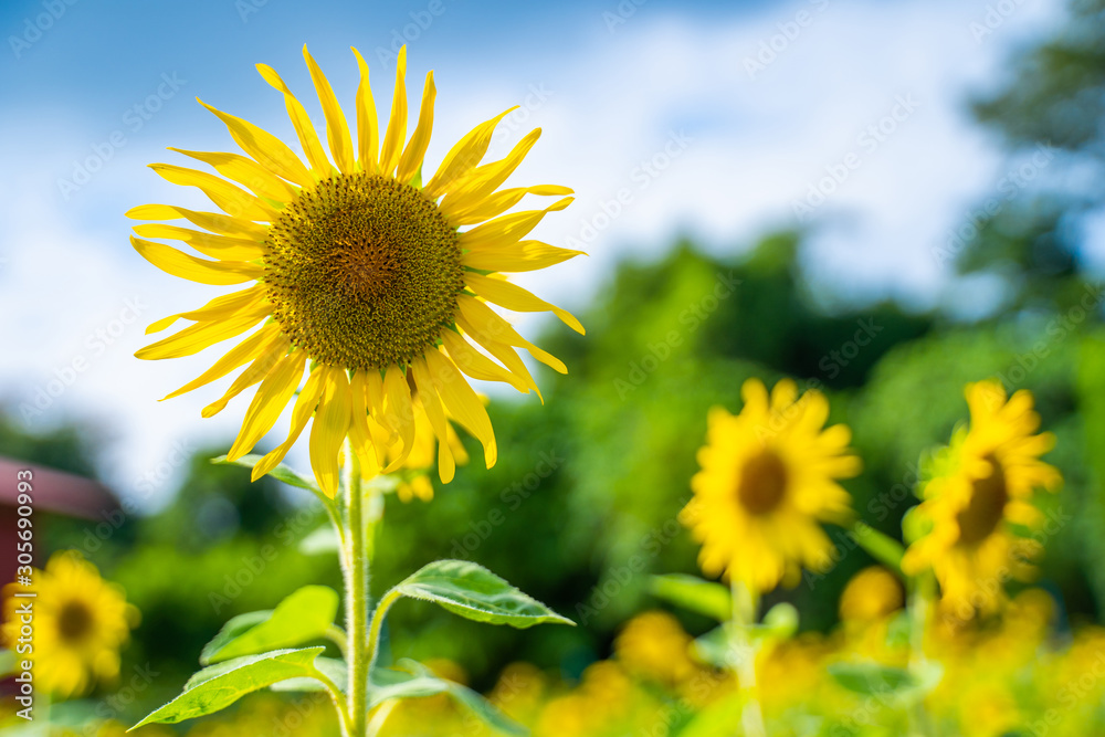 beautiful sunflower in sunflower garden beautiful sunflower in sunflower garden