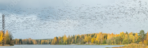 A big flock of barnacle gooses is flying above the river Kymijoki. Birds are preparing to migrate south.