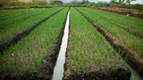 Onion plantations, one type of agriculture other than rice which has high business value as cooking ingredients