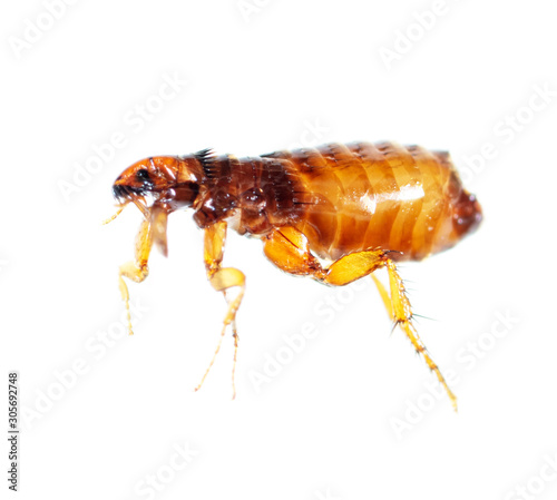 Flea isolated on a white background