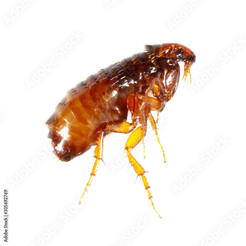 Flea isolated on a white background photo