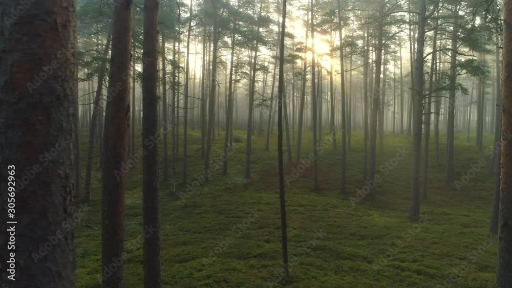Morning fog in forest moving between the trees tracking right