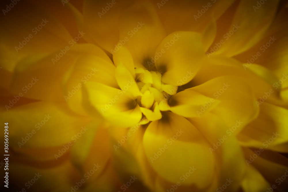 Yellow chrysanthemum on black background. Yellow chrysanthemum on black background.