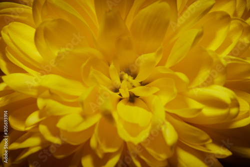 Yellow chrysanthemum on black background. © kasmasov