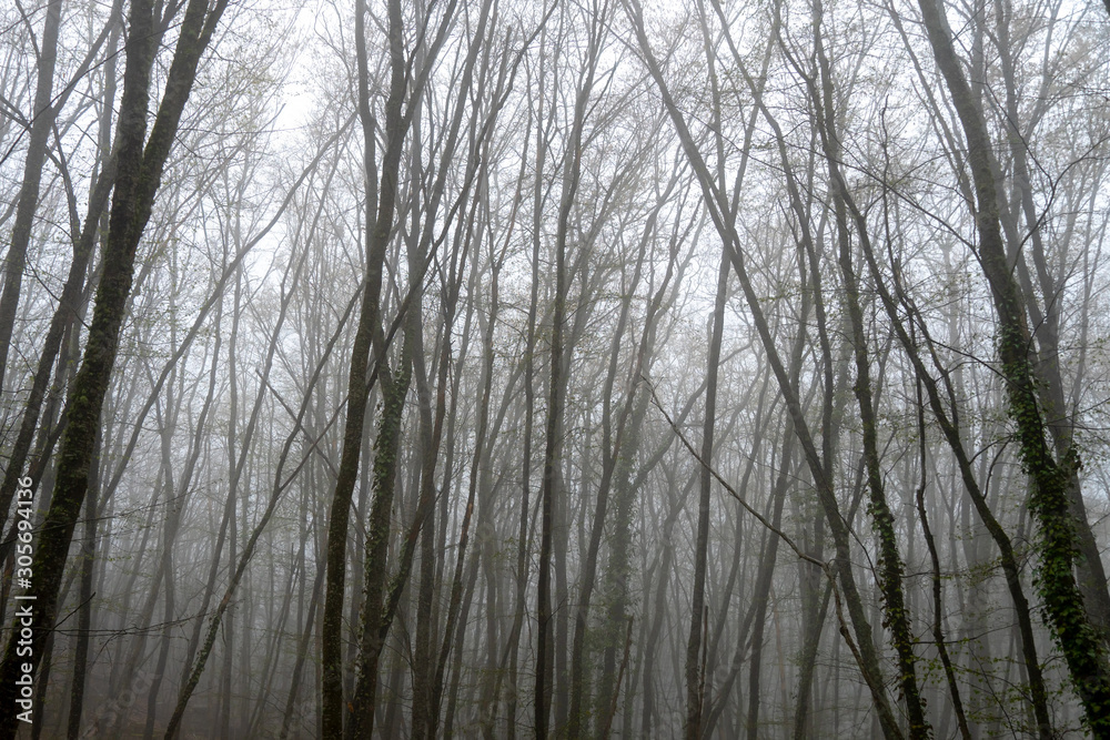 Mysterious forest in the fog. Trunks and tree branches in the spring in the mountains Mysterious forest in the fog. Trunks and tree branches in the spring in the mountains