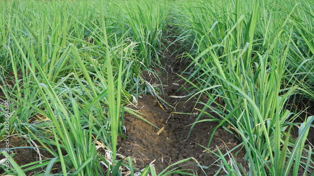 Obraz premium Expanse of sugar cane is about 3 months old. Basic ingredients for making sugar and other sweeteners with good business value