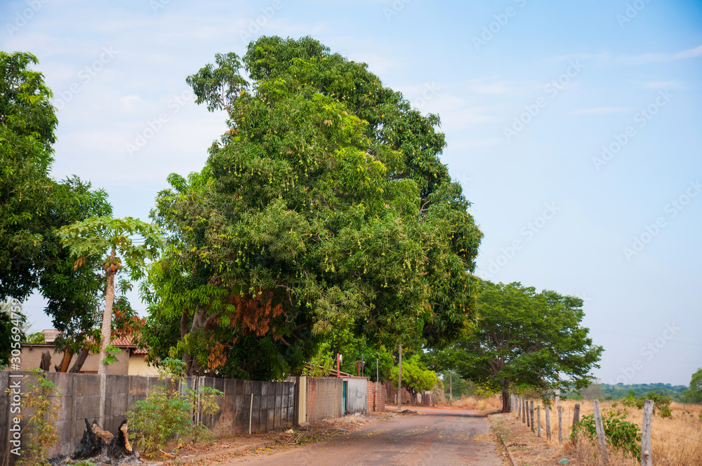 huge mango tree in urban land huge mango tree in urban land