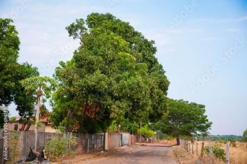 huge mango tree in urban land